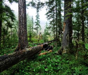 Preview wallpaper wood, trees, cutting down, trunks