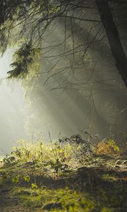 Preview wallpaper wood, trees, earth, grass, sun rays, freshness, morning