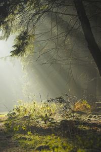Preview wallpaper wood, trees, earth, grass, sun rays, freshness, morning