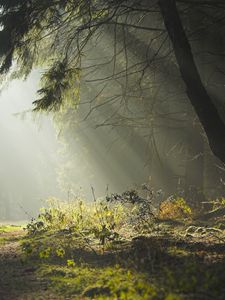 Preview wallpaper wood, trees, earth, grass, sun rays, freshness, morning