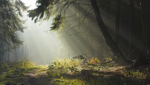 Preview wallpaper wood, trees, earth, grass, sun rays, freshness, morning