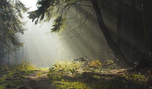 Preview wallpaper wood, trees, earth, grass, sun rays, freshness, morning