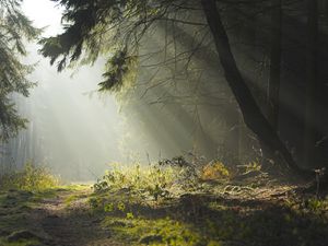 Preview wallpaper wood, trees, earth, grass, sun rays, freshness, morning