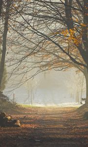 Preview wallpaper wood, trees, earth, grass, sun rays, freshness, morning, logs