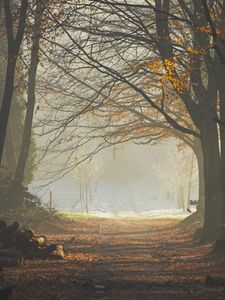 Preview wallpaper wood, trees, earth, grass, sun rays, freshness, morning, logs