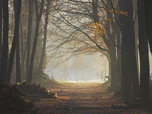 Preview wallpaper wood, trees, earth, grass, sun rays, freshness, morning, logs