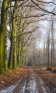 Preview wallpaper wood, trees, earth, grass, fog, freshness, morning, logs, road