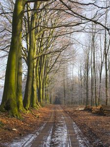 Preview wallpaper wood, trees, earth, grass, fog, freshness, morning, logs, road