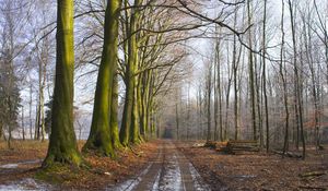 Preview wallpaper wood, trees, earth, grass, fog, freshness, morning, logs, road