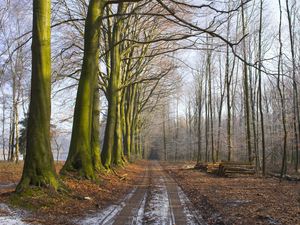 Preview wallpaper wood, trees, earth, grass, fog, freshness, morning, logs, road