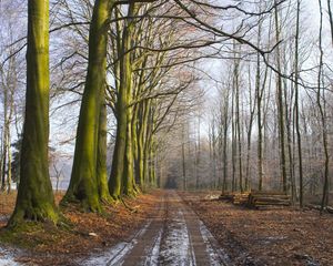 Preview wallpaper wood, trees, earth, grass, fog, freshness, morning, logs, road