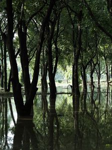 Preview wallpaper wood, trees, flood, spring, bog