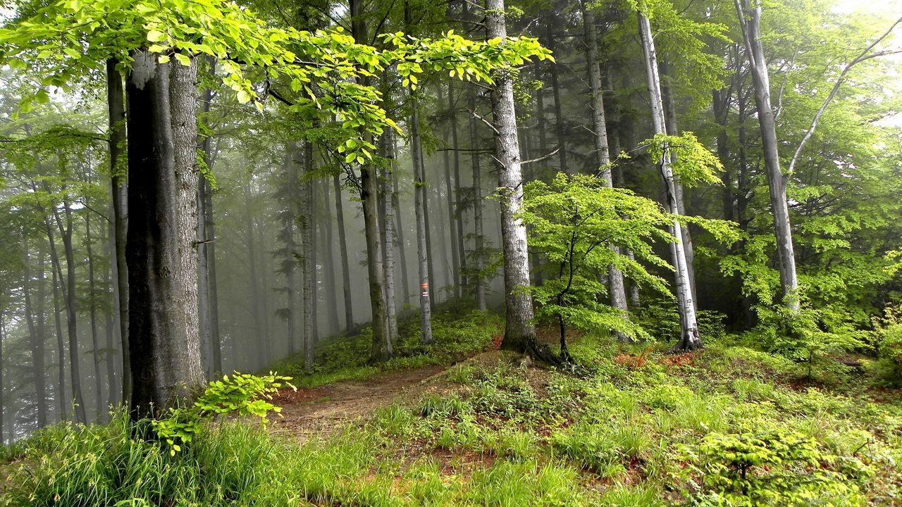 Wallpaper wood, trees, fog, haze, edge