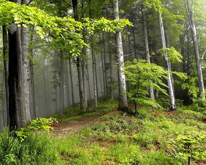 Preview wallpaper wood, trees, fog, haze, edge