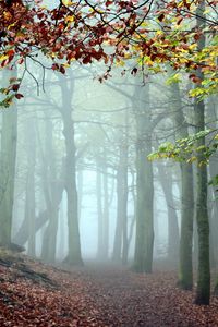 Preview wallpaper wood, trees, fog, track, cool, morning