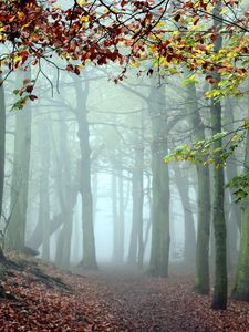 Preview wallpaper wood, trees, fog, track, cool, morning