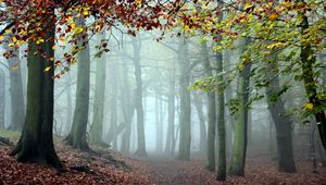 Preview wallpaper wood, trees, fog, track, cool, morning