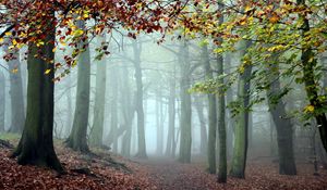 Preview wallpaper wood, trees, fog, track, cool, morning