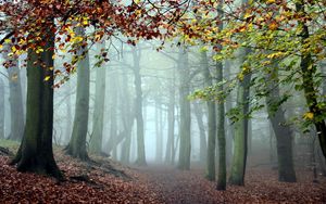 Preview wallpaper wood, trees, fog, track, cool, morning