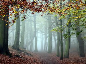 Preview wallpaper wood, trees, fog, track, cool, morning