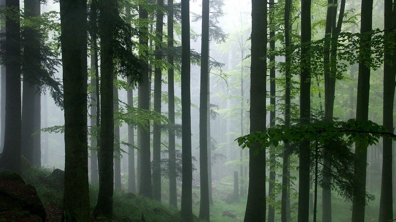 Wallpaper wood, trees, fog