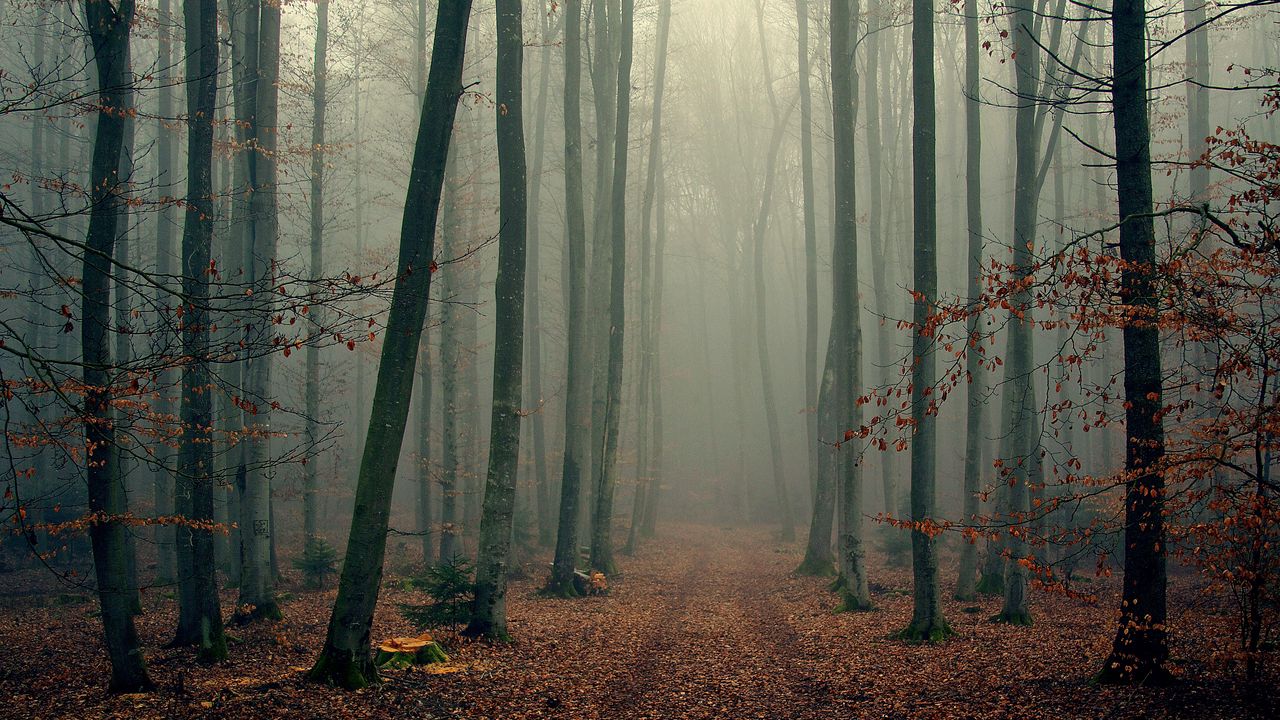 Wallpaper wood, trees, fog, foliage, autumn, cool