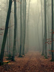 Preview wallpaper wood, trees, fog, foliage, autumn, cool