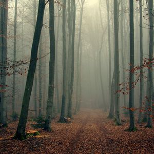 Preview wallpaper wood, trees, fog, foliage, autumn, cool