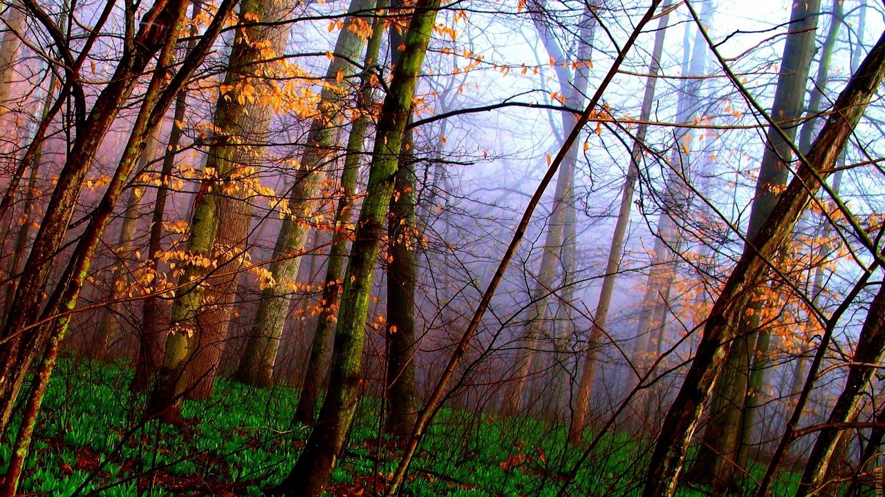 Wallpaper wood, trees, grass, autumn, carpet