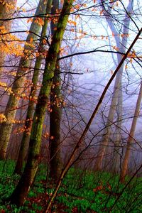 Preview wallpaper wood, trees, grass, autumn, carpet