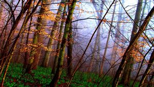 Preview wallpaper wood, trees, grass, autumn, carpet