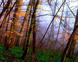 Preview wallpaper wood, trees, grass, autumn, carpet