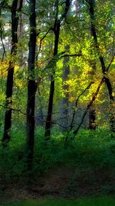 Preview wallpaper wood, trees, greens