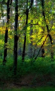 Preview wallpaper wood, trees, greens