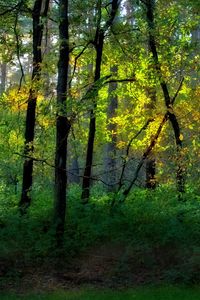 Preview wallpaper wood, trees, greens