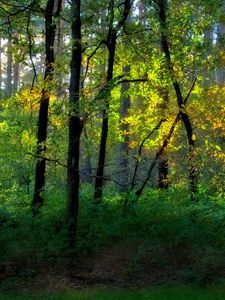 Preview wallpaper wood, trees, greens