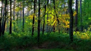 Preview wallpaper wood, trees, greens