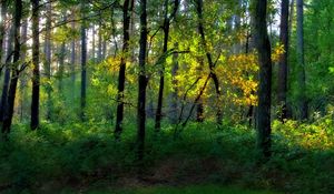 Preview wallpaper wood, trees, greens