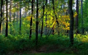 Preview wallpaper wood, trees, greens