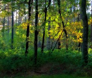 Preview wallpaper wood, trees, greens