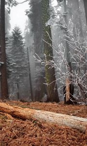 Preview wallpaper wood, trees, hoarfrost, log, bush, grass, faded