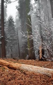 Preview wallpaper wood, trees, hoarfrost, log, bush, grass, faded