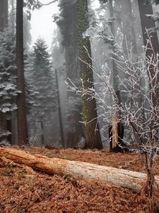 Preview wallpaper wood, trees, hoarfrost, log, bush, grass, faded