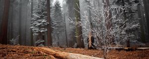 Preview wallpaper wood, trees, hoarfrost, log, bush, grass, faded