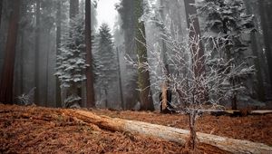 Preview wallpaper wood, trees, hoarfrost, log, bush, grass, faded