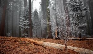 Preview wallpaper wood, trees, hoarfrost, log, bush, grass, faded