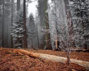 Preview wallpaper wood, trees, hoarfrost, log, bush, grass, faded