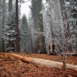 Preview wallpaper wood, trees, hoarfrost, log, bush, grass, faded