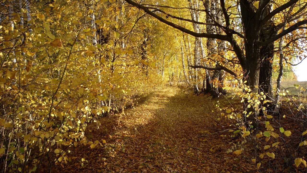 Wallpaper wood, trees, leaf fall, autumn, birches