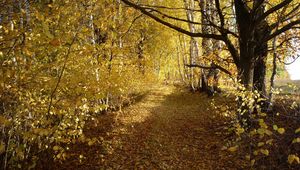 Preview wallpaper wood, trees, leaf fall, autumn, birches